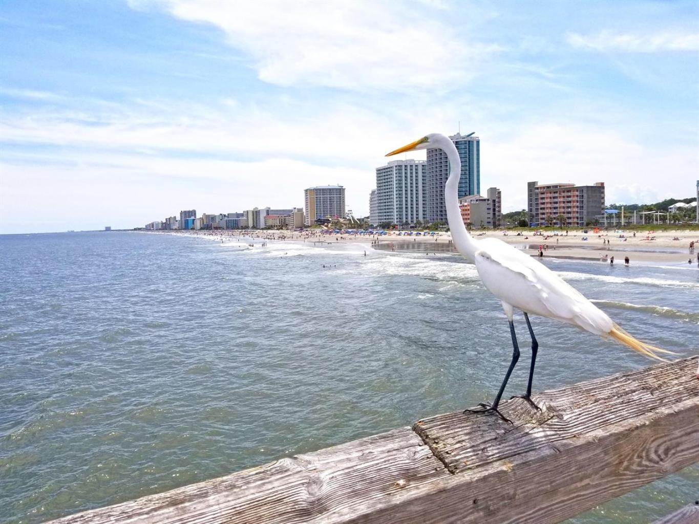 New Modern, Direct Oceanfront, Boardwalk, Views! Myrtle Beach Exterior foto