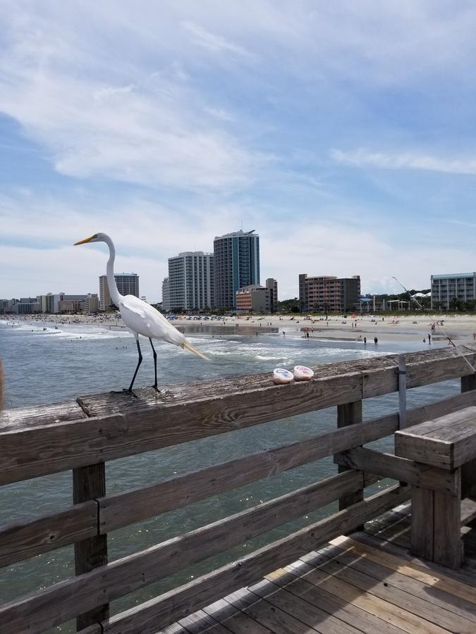 New Modern, Direct Oceanfront, Boardwalk, Views! Myrtle Beach Exterior foto